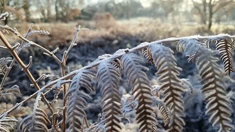 frost covering fern leaves frozen in seasonal rural winter scene wilderness on sunny day