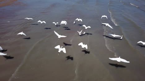 Aerial-fly-over-egret-birds-looking-for-food