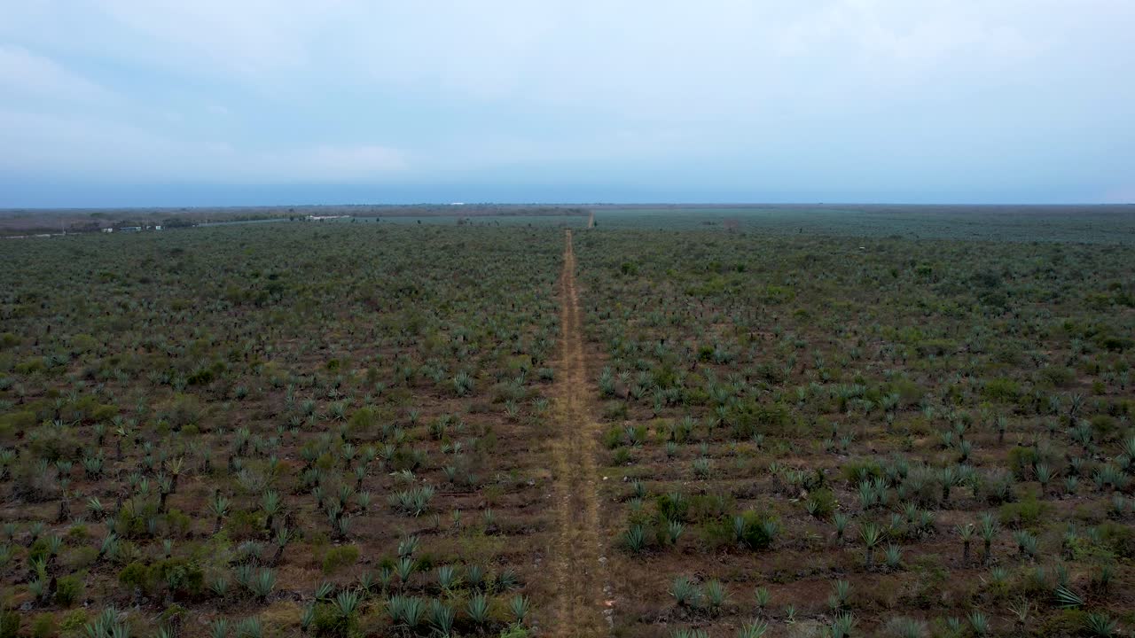 foto aérea de la enorme plantación de henequen en yucatán, méxico