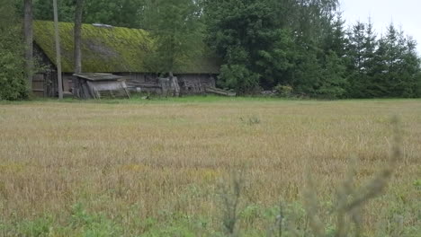 abandoned country homestead surrounded by trees and fields