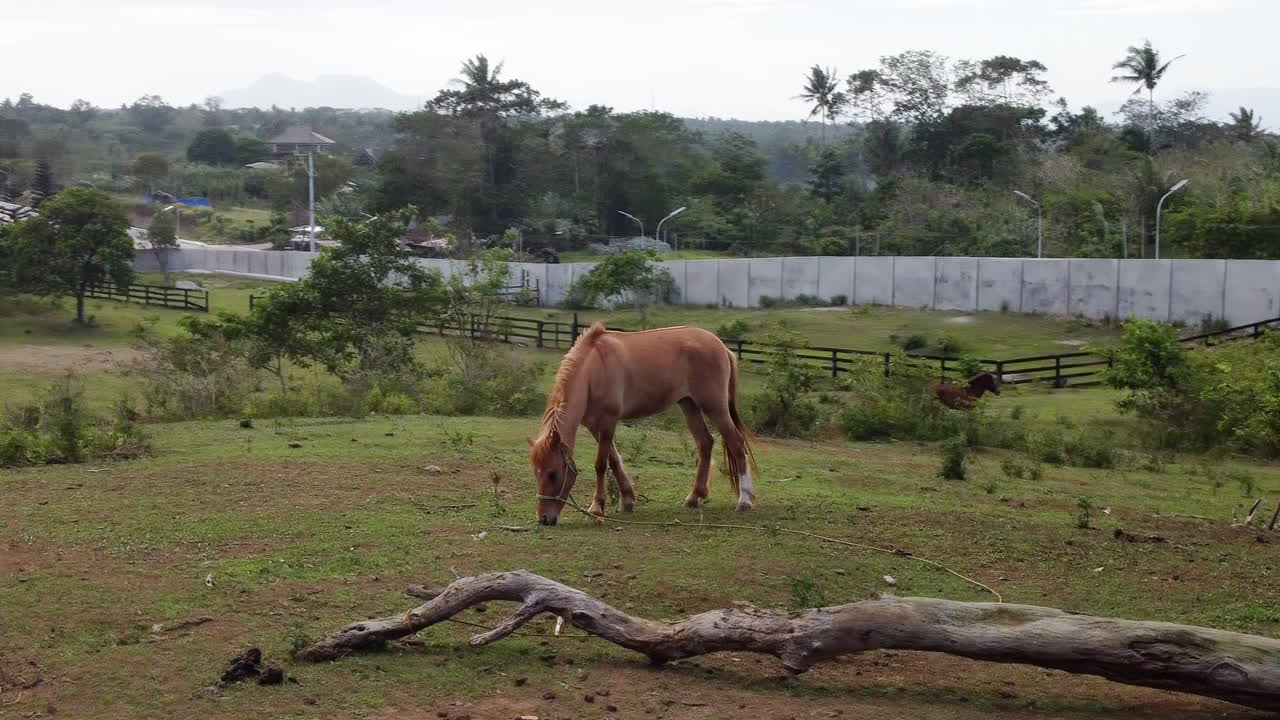imágenes aéreas cinematográficas de un caballo pastando en un campo en una granja, avión no tripulado