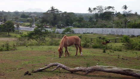 Cinematic-aerial-footage-of-a-grassing-horse-on-a-field-on-a-farm,-Drone