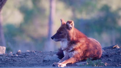 static shot of a vibrant dhole lying down on the ground resting and looking around