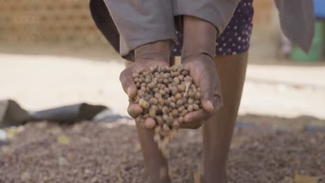 close-up shot of hands picking and showing baobab seeds after processing