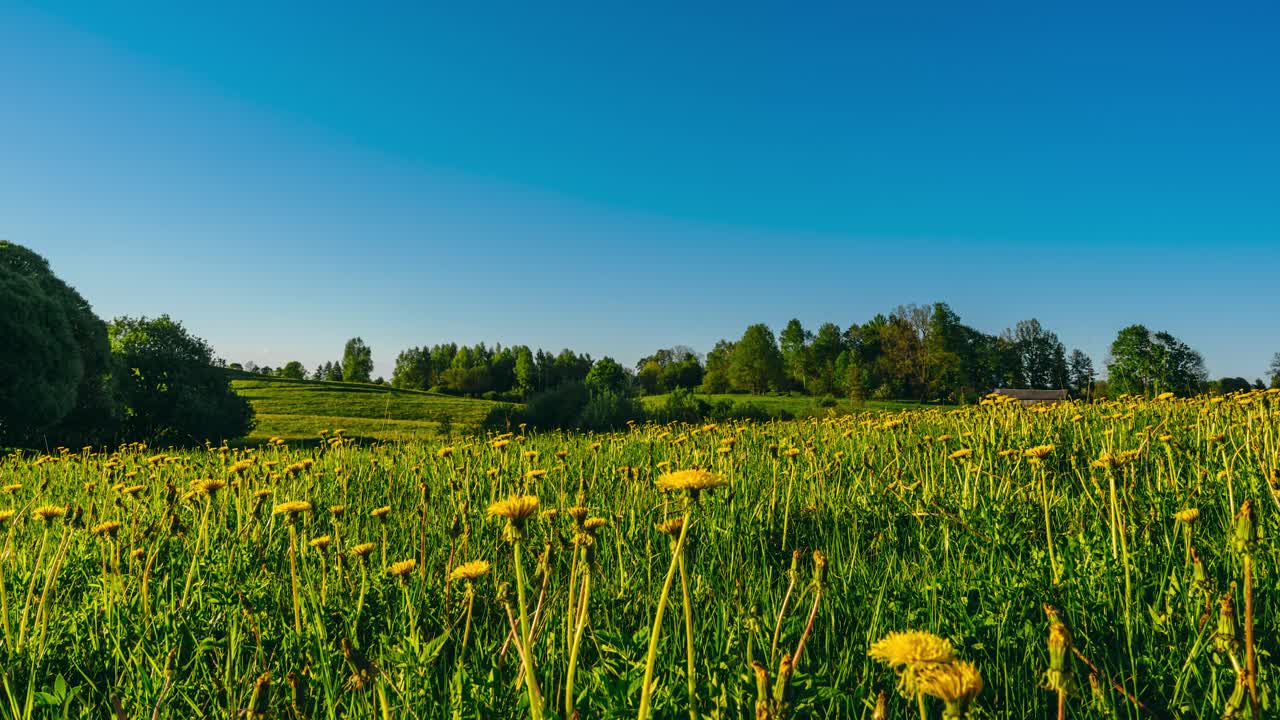Blooming dandelion in a meadow full of yellow flowers