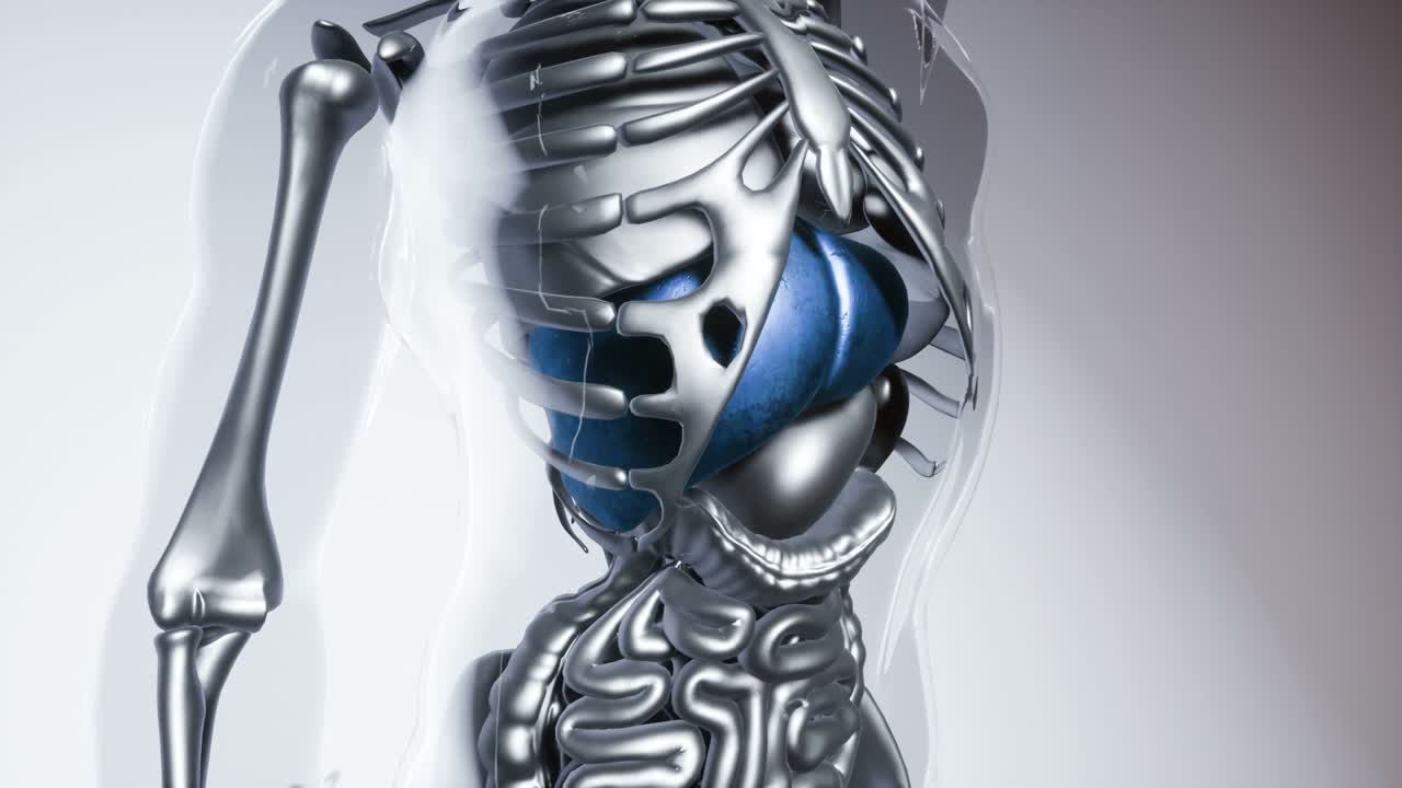 modelo de hígado humano con todos los órganos y huesos