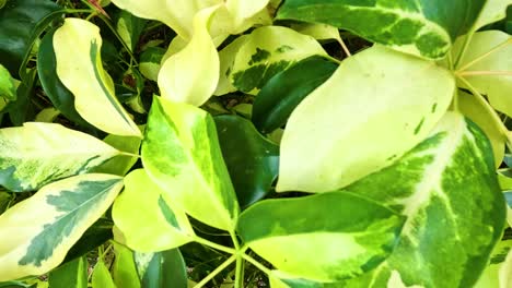 vibrant leaves in a hong kong park