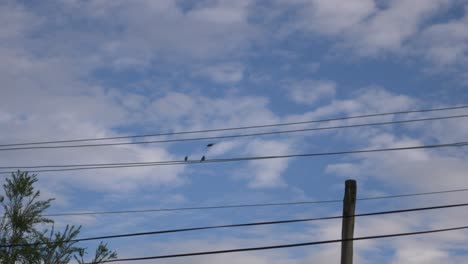 reminded me with pixar short film birds, but these birds are moving