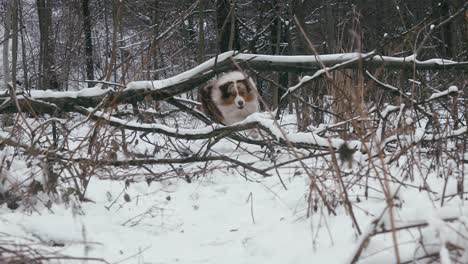 Wunderschöne-Zeitlupenaufnahme-Eines-Australischen-Schäferhundes,-Der-Im-Winter-über-Einen-Umgestürzten-Baum-Springt