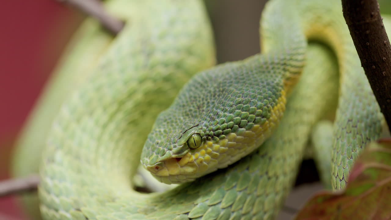 бамбуковая ямкоголовая гадюка отдыхает на ветке - крупный план