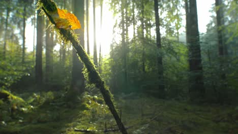 Sunshine-is-falling-in-the-forest-with-a-heart-shape-punched-out-of-a-leaf-as-a-concept-for-the-wonderful-autumn-season