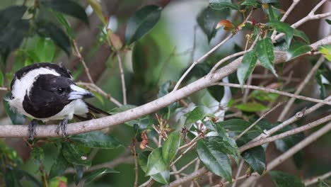 bird moves along branches, preening and observing