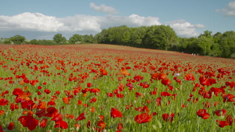 wide shot of red poppy field blowing in the wind sunny day