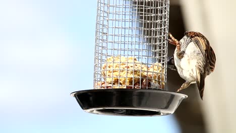 House-sparrow-in-home-garden-eating-food-from-feeding-cage