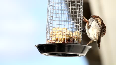 Haussperling-Im-Heimischen-Garten-Essen-Aus-Futterkäfig