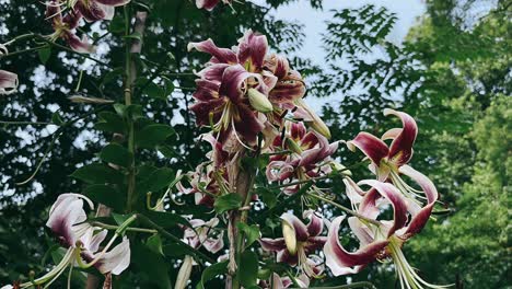 beautiful cluster of lilies in bloom