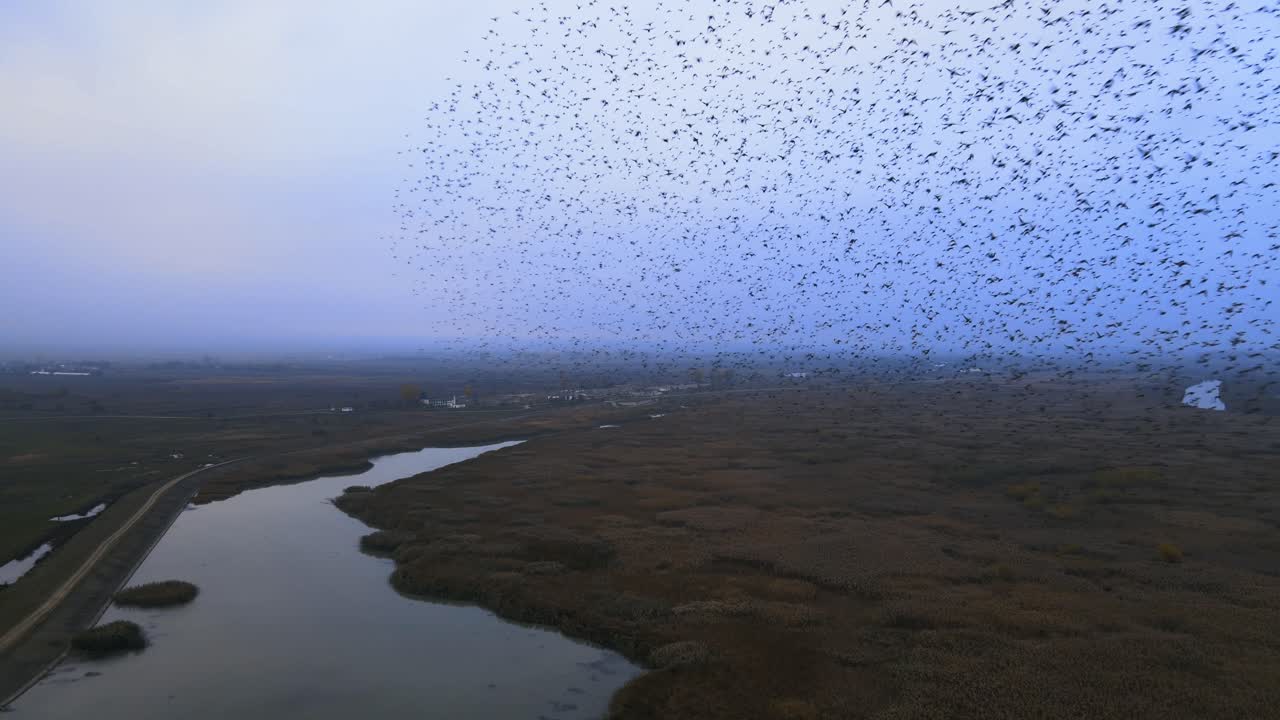 enorme bandada de pájaros volando cerca de un dron sobre un lado del río cubierto de totora y arbustos de caña