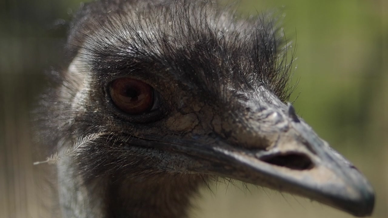 Detailed Close Up of an Emu's Head Blinking and Looking