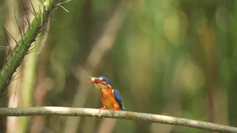 the process of the blue eared kingfisher eating fresh fish that is relatively larger than its mouth