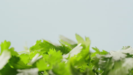 fresh coriander