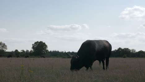 Plano-Medio-De-Un-Toro-Tauro-Pastoreo-Salvaje-En-El-Parque-Nacional-Maashorst-En-Los-Países-Bajos