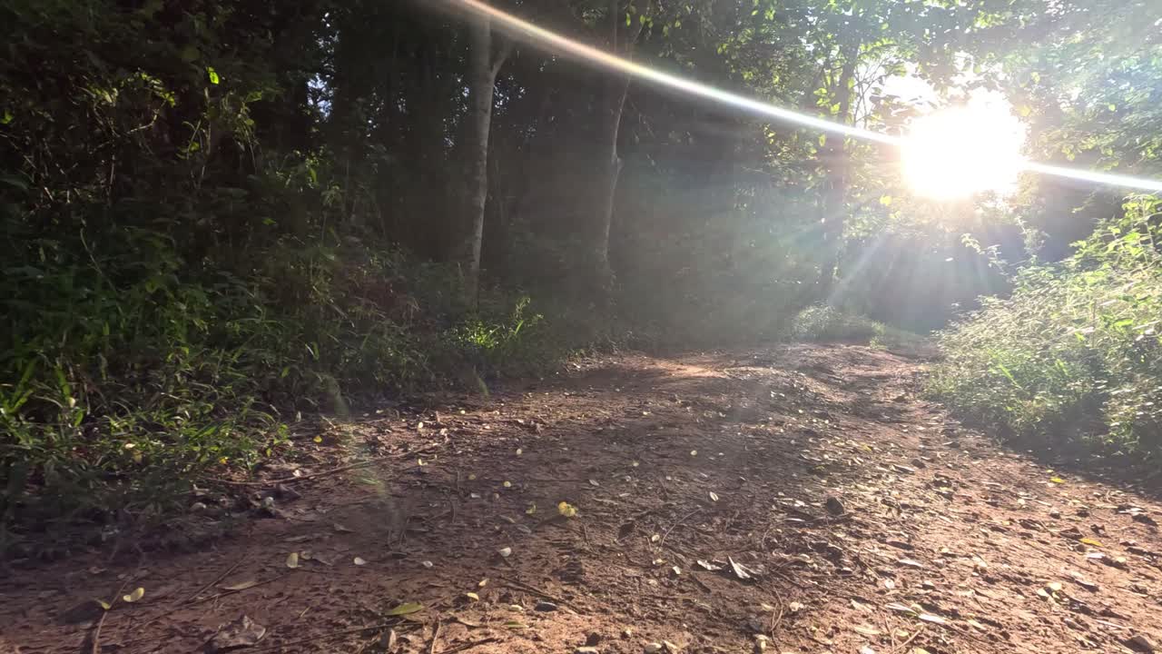los rayos del sol atravesando el dosel del bosque en un sendero.