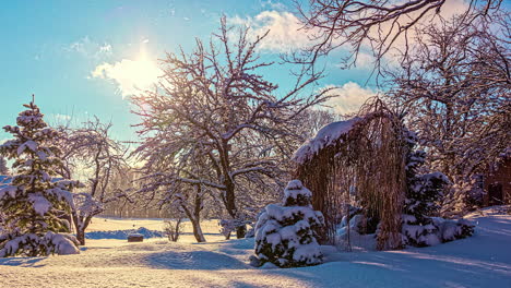 timelapse: snow covered frozen forest with leafless tree in sunlight