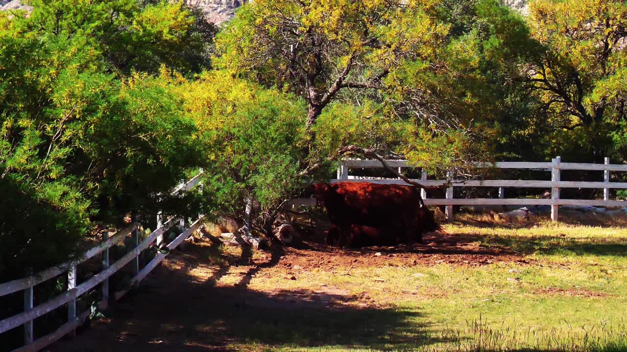Bovine taking a rest in the shade
