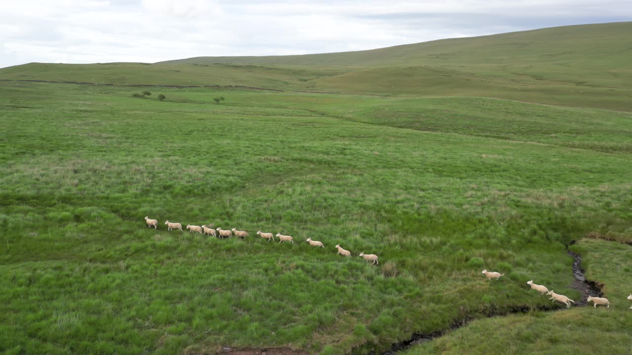 Gregge di pecore che corre su una collina gallese e salta un ruscello, ripresa aerea