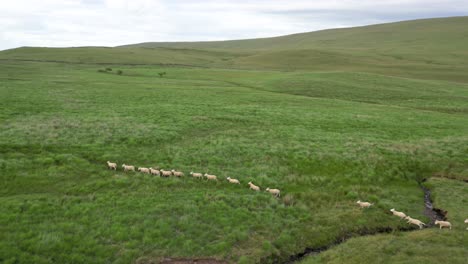 Flock-of-sheep-running-across-Welsh-hill-and-jumping-over-stream,-aerial