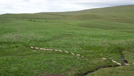 flock of sheep running across welsh hill and jumping over stream, aerial