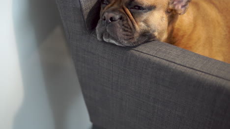 Close-Up-Of-A-Tired-French-Bulldog-Resting-On-The-Sofa