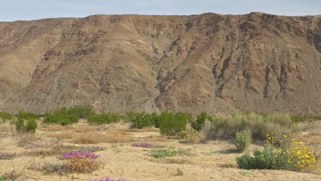 Wide-static-shot-of-the-rocky-mountains-with-bright-colored-desert-flowers-and-succulents-growing-in-the-golden-sand-on-a-sunny-day