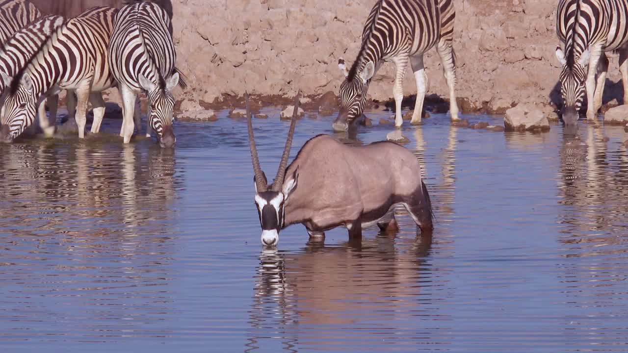 un antílope oryx solo bebe en un abrevadero en el parque nacional de etosha namibia