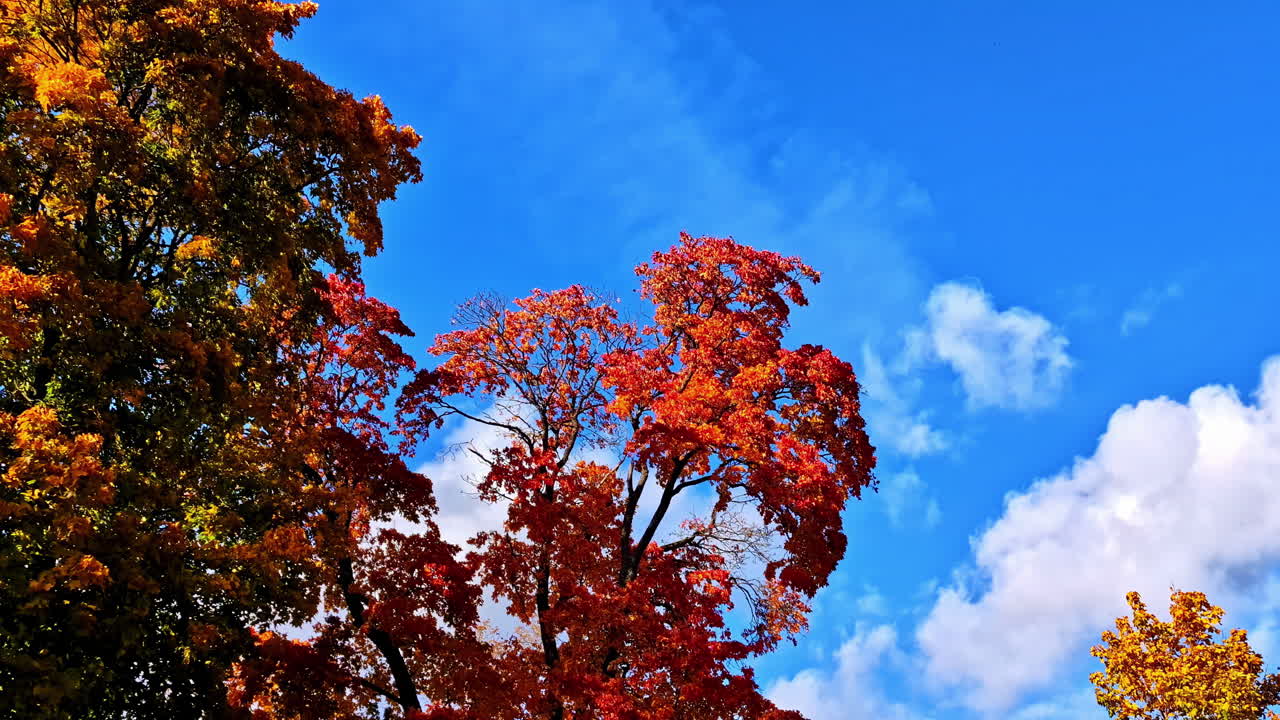 Autumn-colored tree canopies in Bauska, Latvia
