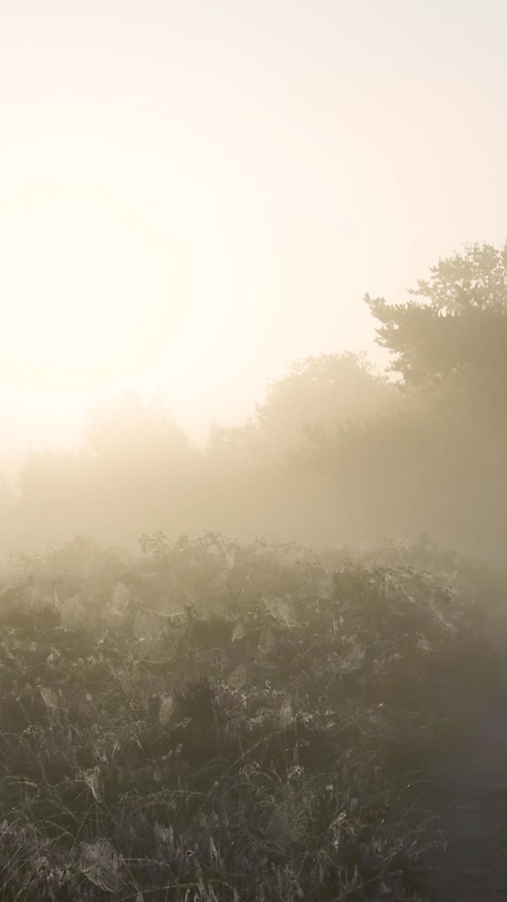 Misty Morning Landscape with Spiderwebs