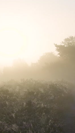 misty morning landscape with spiderwebs
