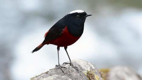 el colirrojo de cabeza blanca es conocido por su hermosa corona blanca, alas de color azul oscuro negruzco y marrón debajo de las plumas y su cola comienza con rojo