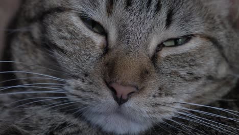 sleepy tabby cat opening eyes to camera