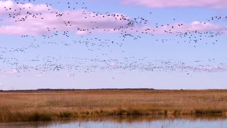 thousands of birds migrate across a wetland marsh region in north america