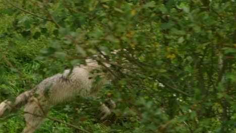 Un-Lobo-ártico-Corre-Por-El-Bosque-Mientras-La-Cámara-Sigue-De-Lado-Muy-Estable