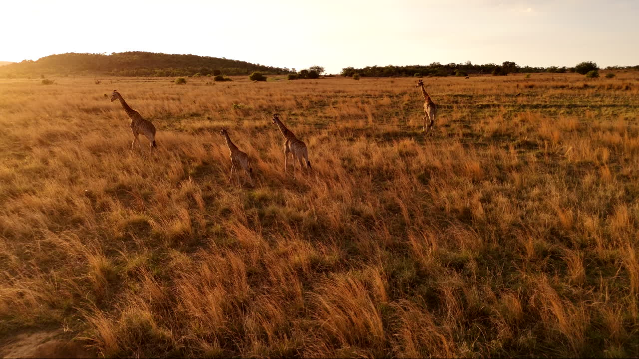 A herd of giraffes walking across a golden savanna during sunset, evoking serenity