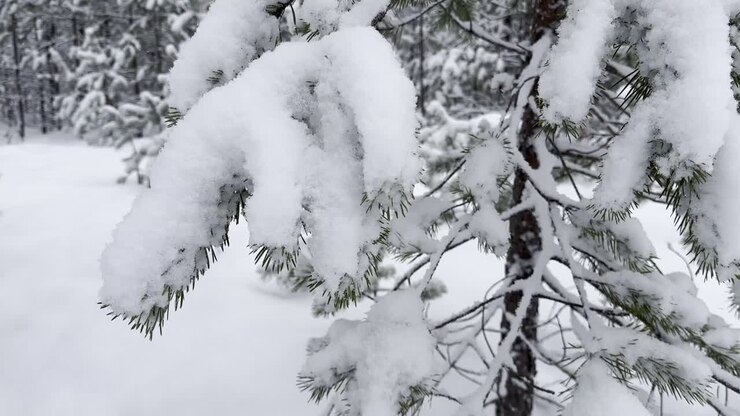 Primo piano della texture di neve e ghiaccio sui rami di pino nella Lapponia svedese