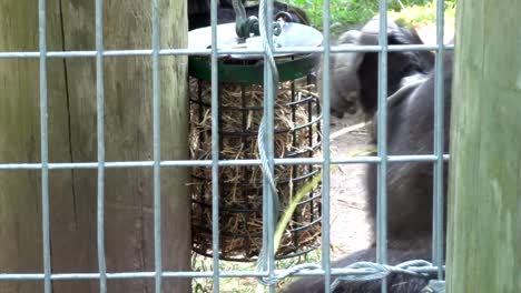 A-gorilla-chews-on-grass-on-a-summer-day