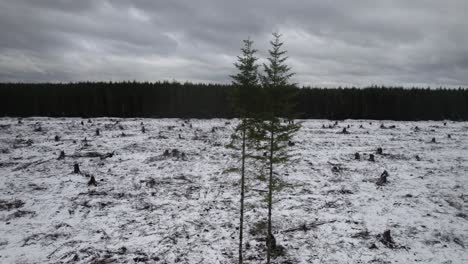 three lone evergreen trees stand in the middle of a timber clear-cut area, aerial orbit