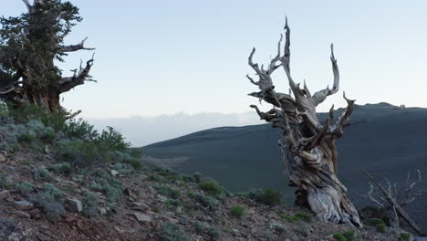 los árboles antiguos, parte del antiguo bosque de pinos de bristlecone, son algunos de los organismos vivos más antiguos