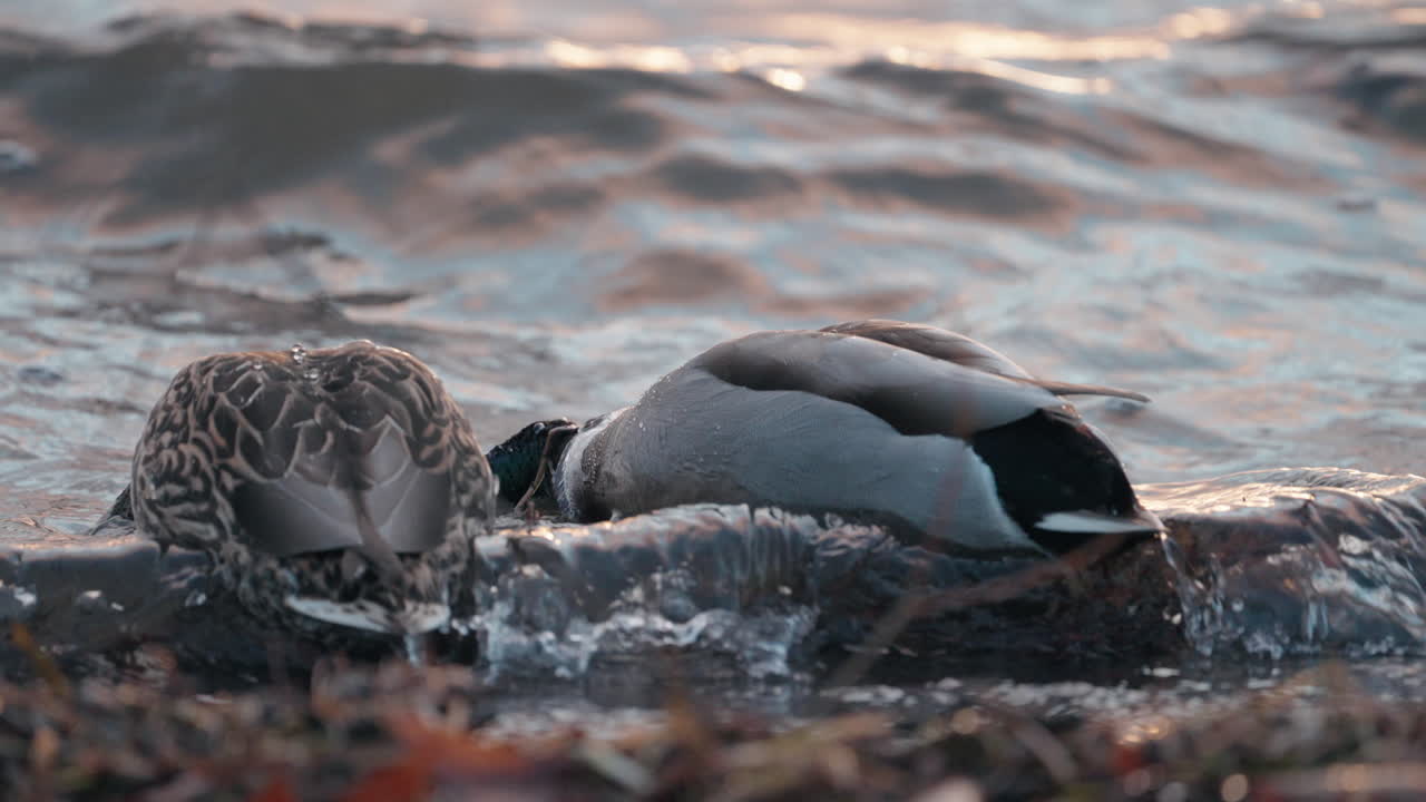 patos alimentándose en la costa con olas al atardecer