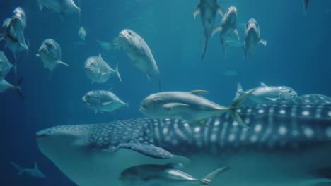 beautiful schools of large fish in an aquarium with a whale shark swimming among them