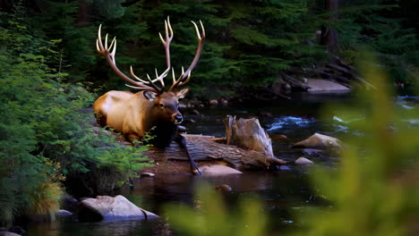 large elk by a forest river