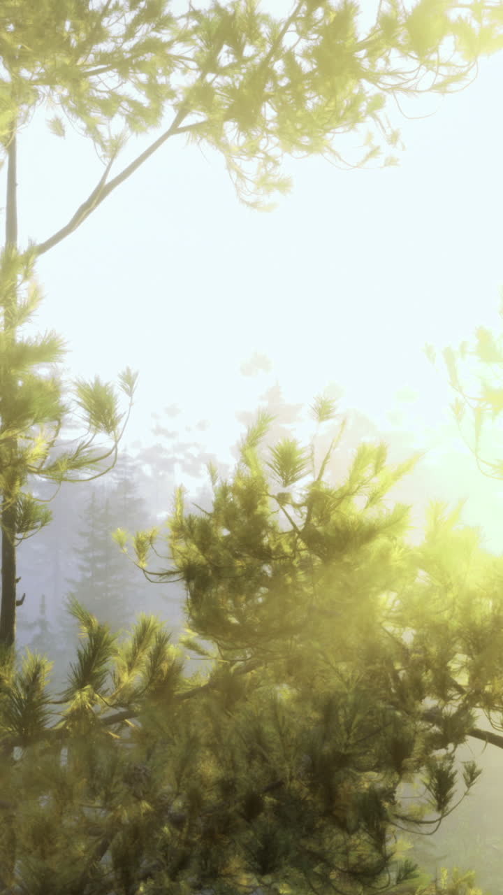 조용 한 숲 에서 나무 를 가로질러 는 빛